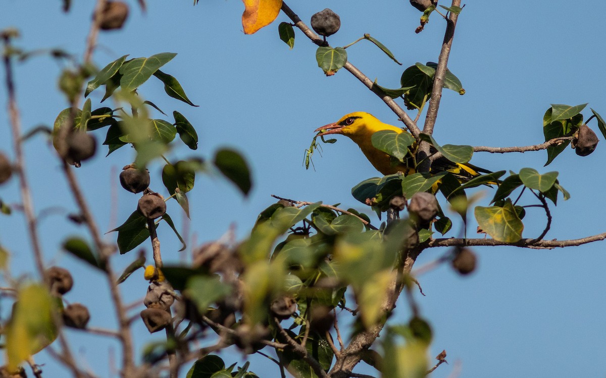 Indian Golden Oriole - ML544169821