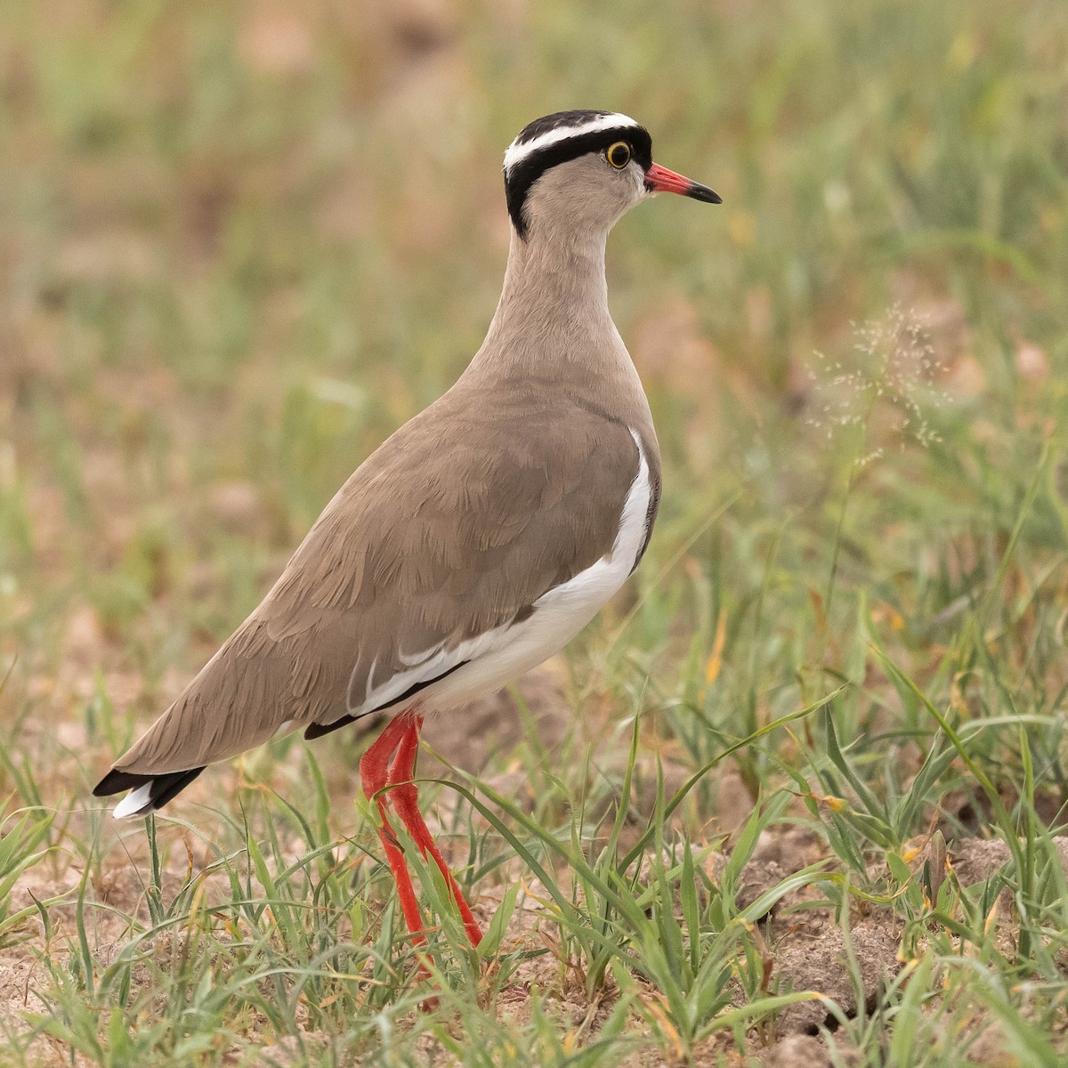 Crowned Lapwing - ML544170271