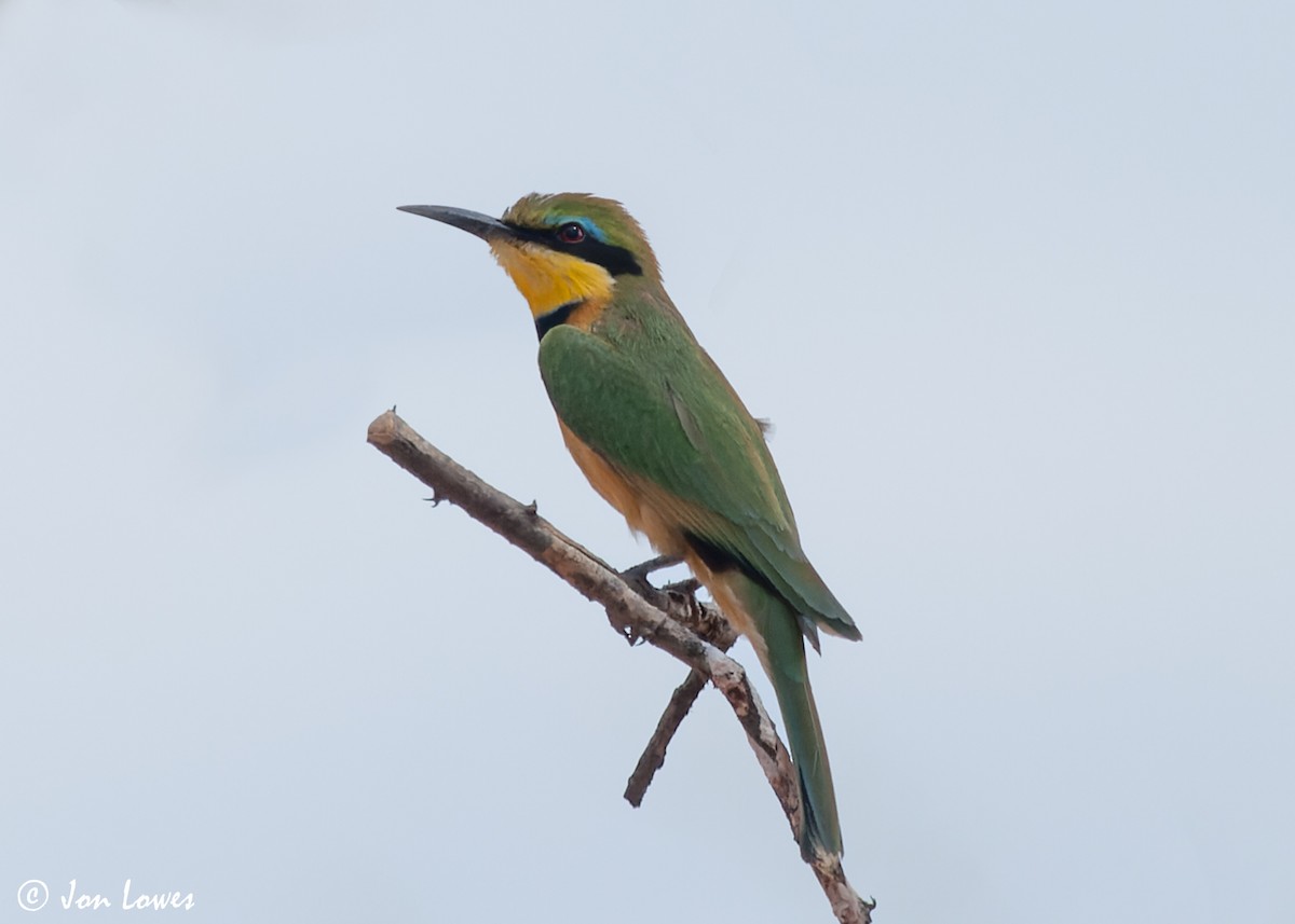 Little Bee-eater - ML544170341