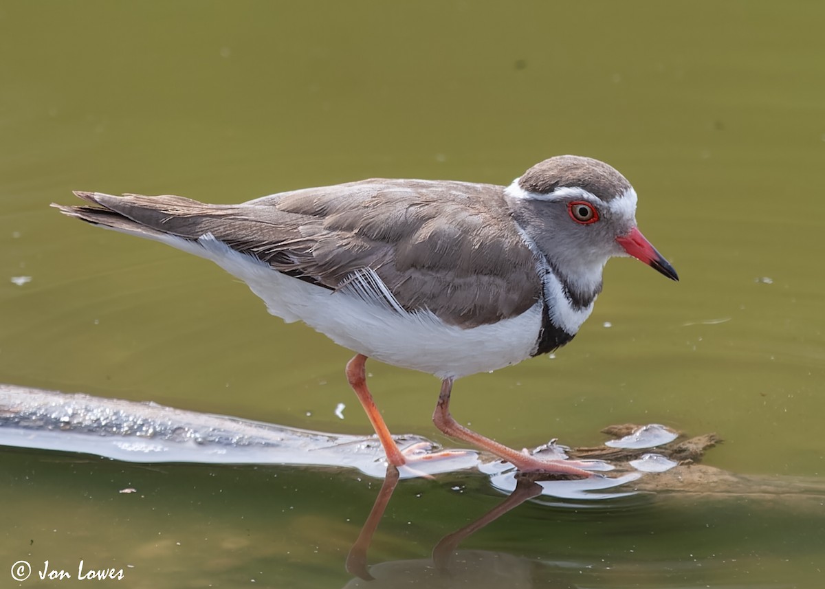 Three-banded Plover (African) - ML544170461