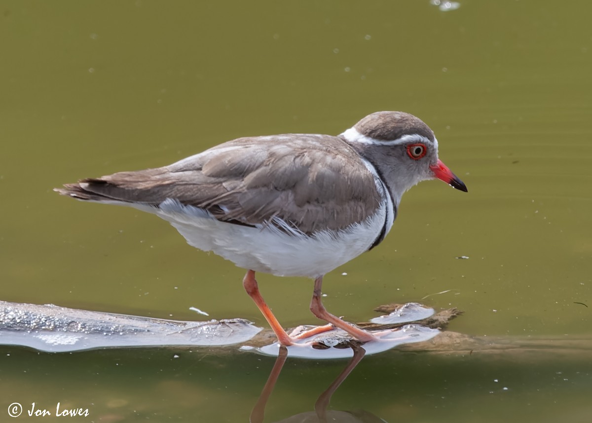Three-banded Plover (African) - ML544170471