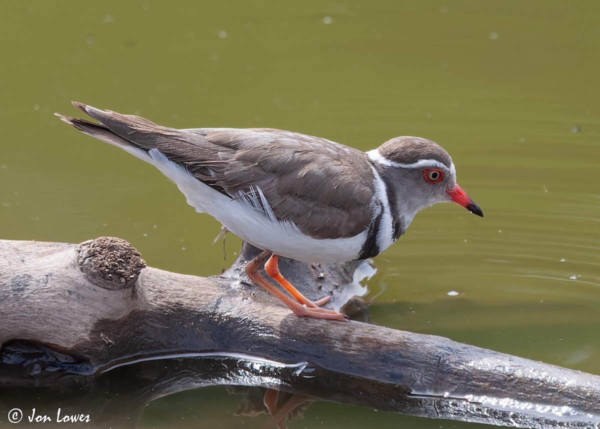 Three-banded Plover (African) - ML544170491