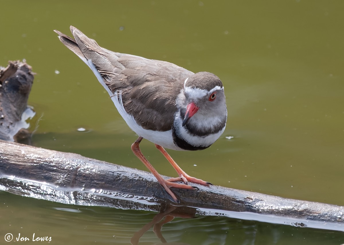 Three-banded Plover (African) - ML544170501