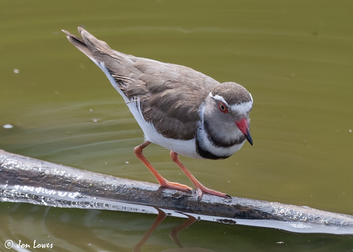 Three-banded Plover (African) - ML544170511