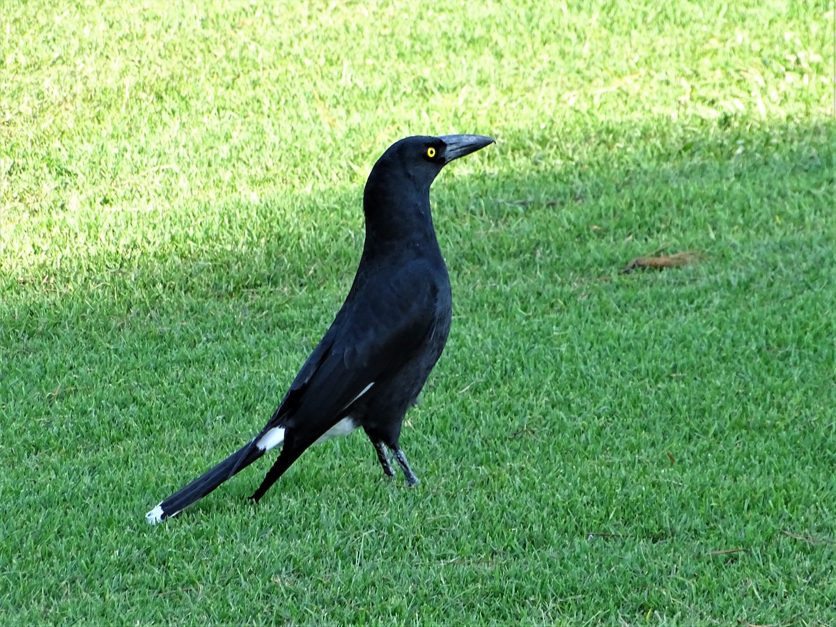 Pied Currawong - ML544173851