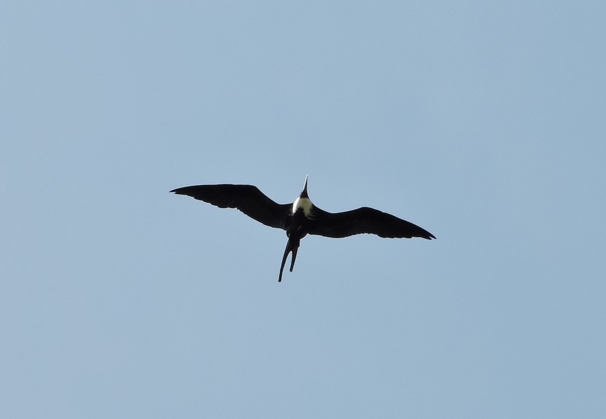 Magnificent Frigatebird - ML54417401