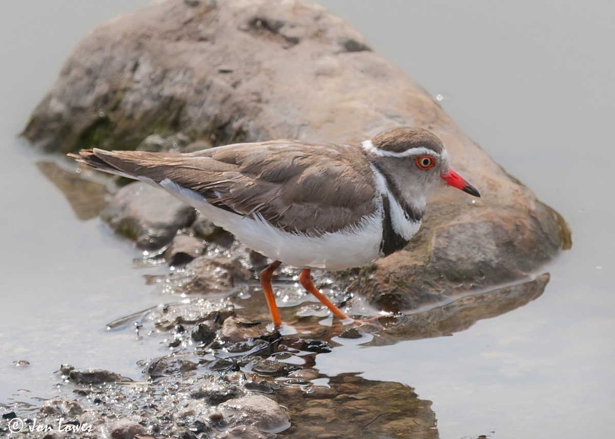 Three-banded Plover (African) - ML544176491