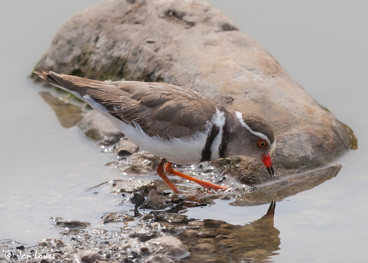 Three-banded Plover (African) - ML544176501