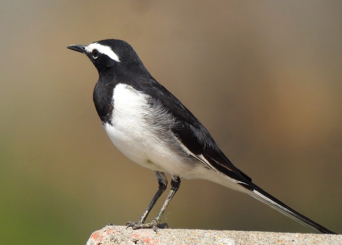 White-browed Wagtail - ML544178511