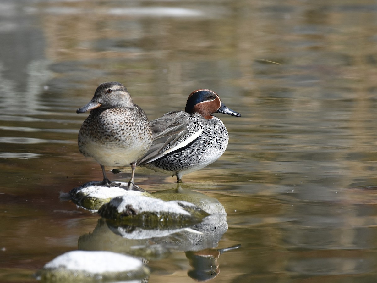Green-winged Teal - ML544178531