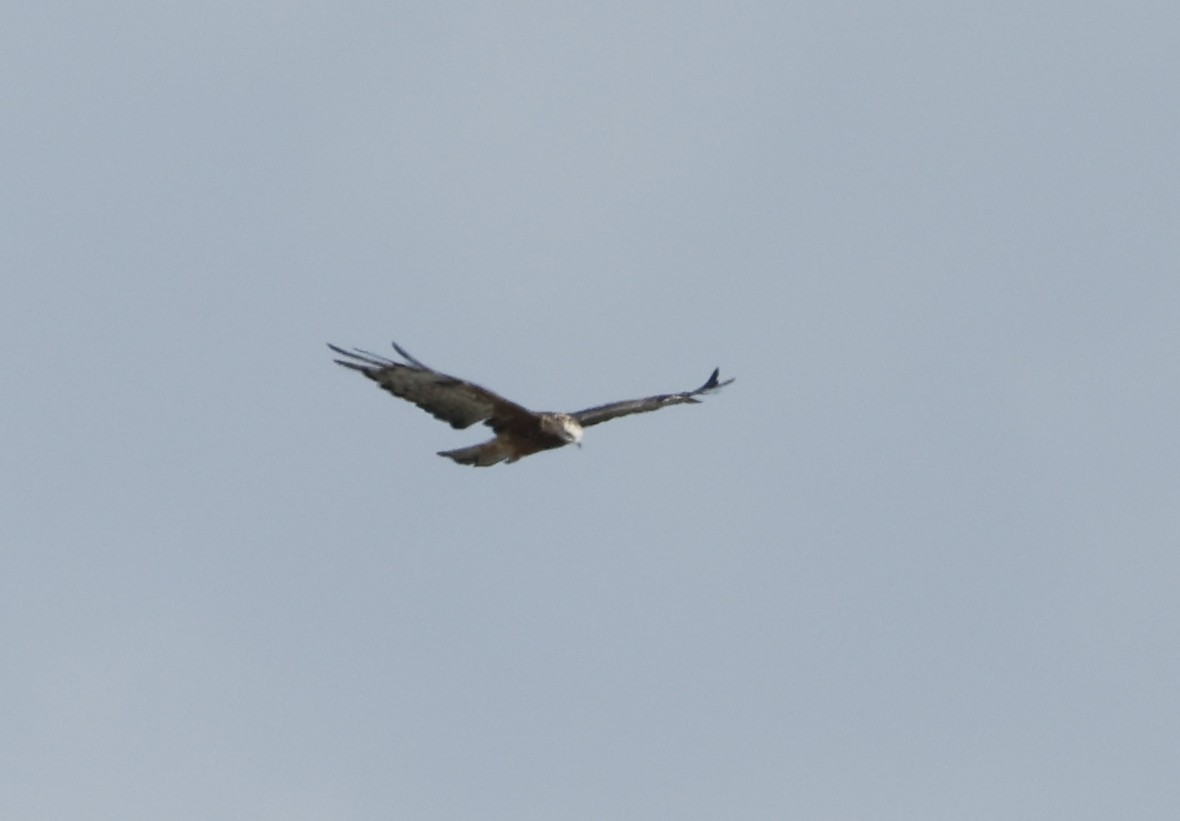 Square-tailed Kite - ML544178881