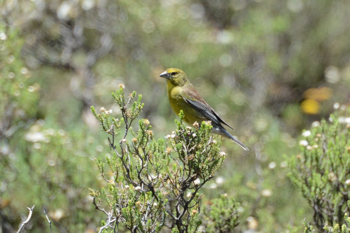 Drakensberg Siskin - Daniel Engelbrecht - Birding Ecotours