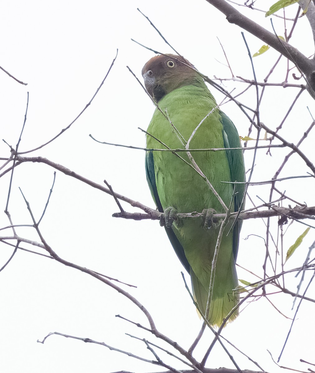 Red-cheeked Parrot - ML544181671