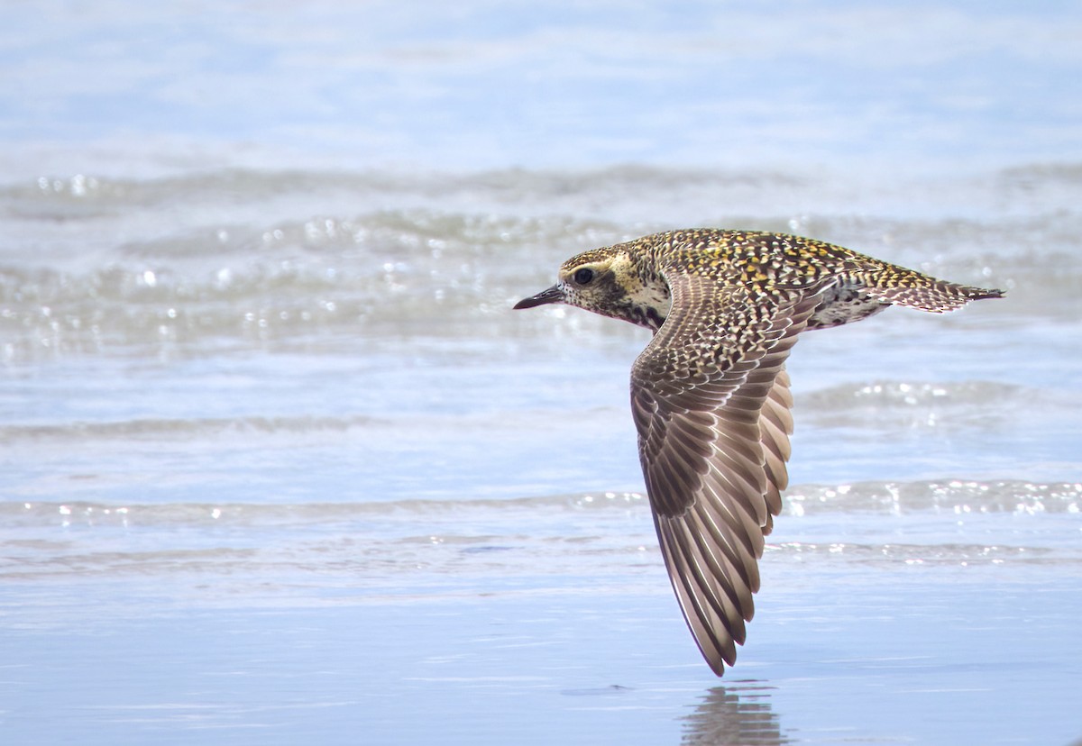 eBird Australia Checklist 3 Mar 2023 The Great Barrier Reef Marine Park, Iron Range AUQLD