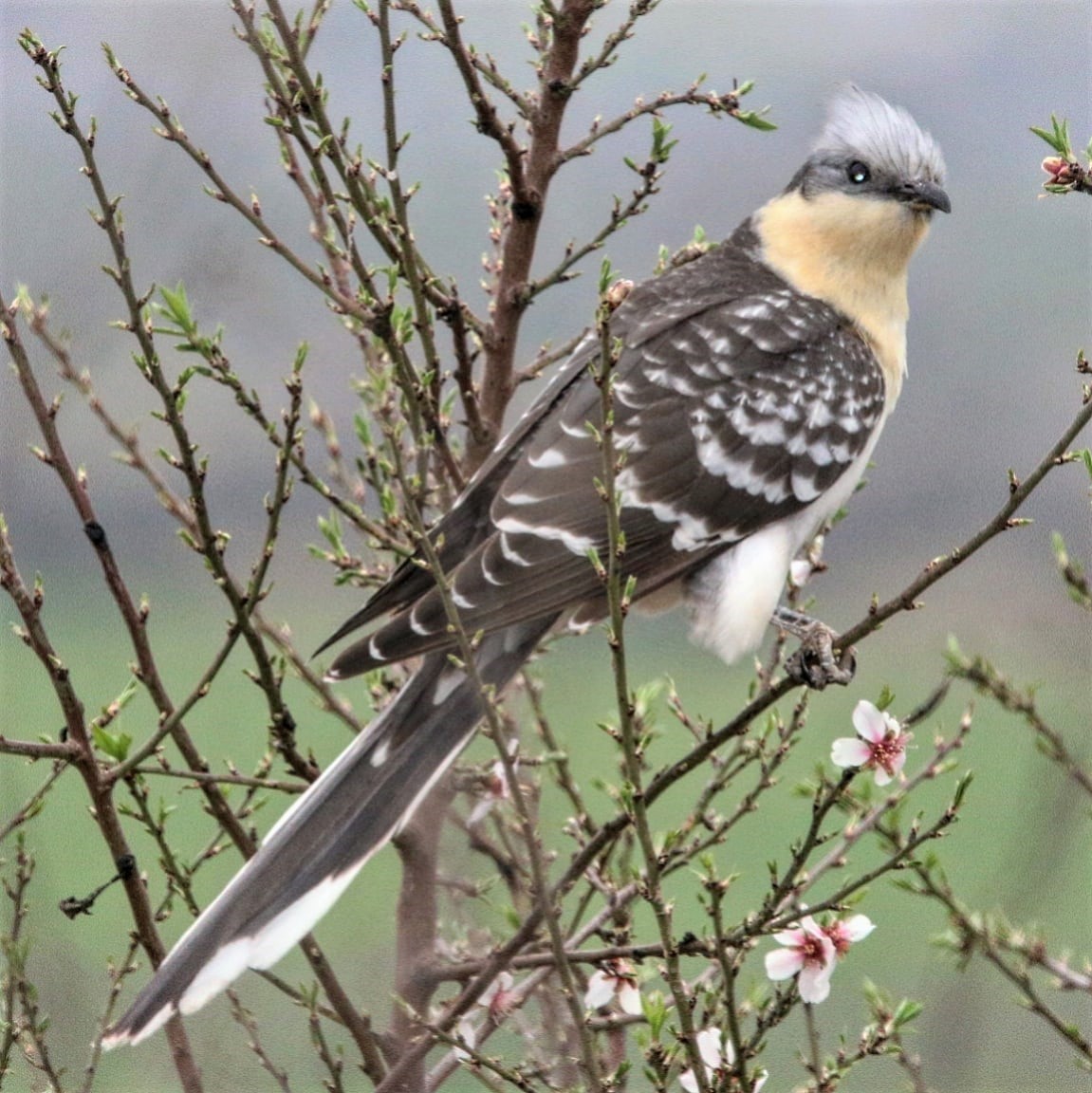 Great Spotted Cuckoo - ML544184071