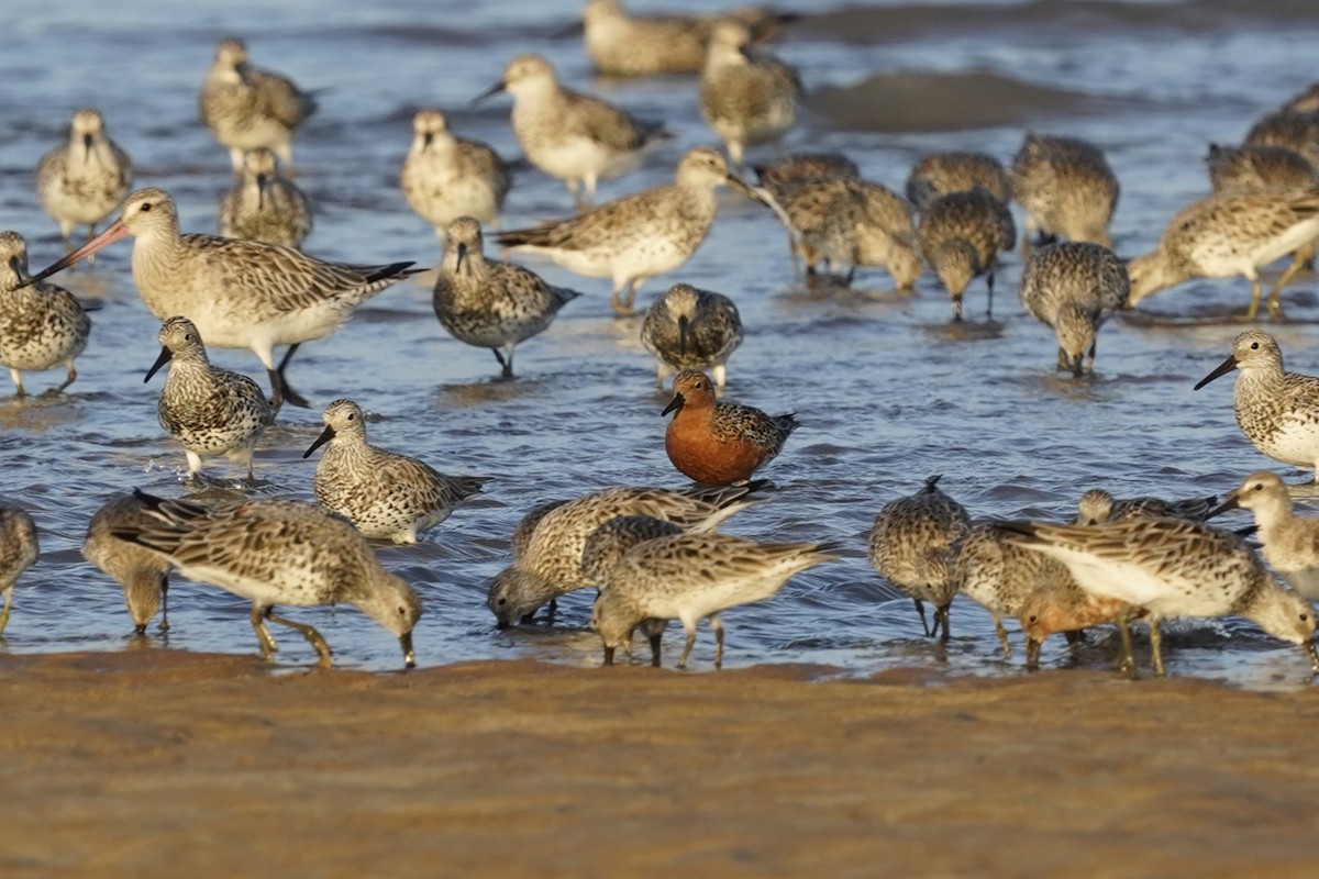 Red Knot - ML544184091