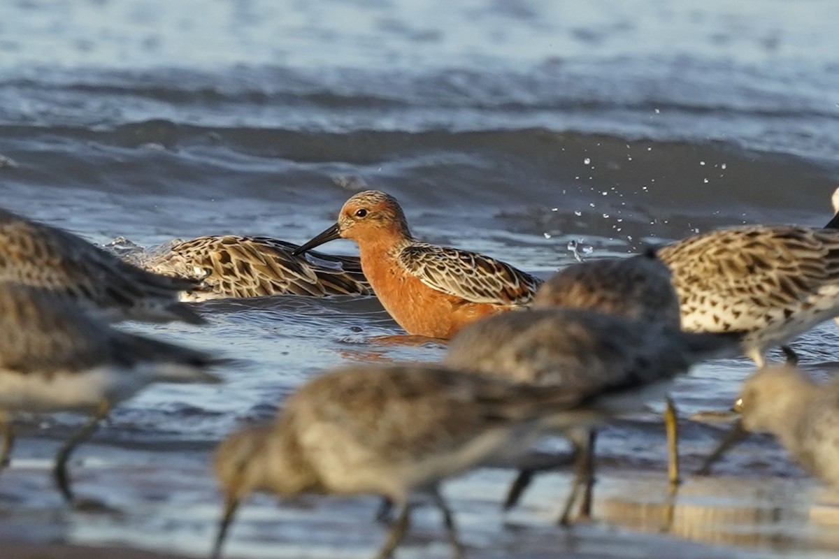 Red Knot - ML544184101