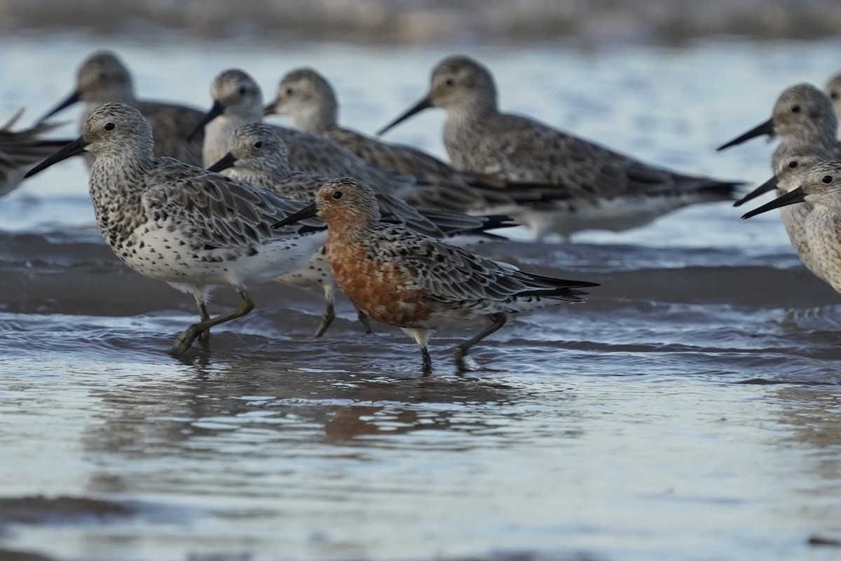 Red Knot - ML544184111