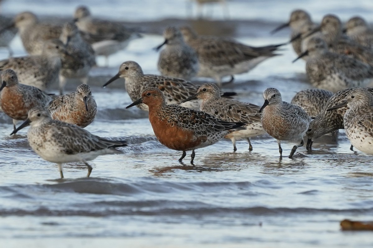 Red Knot - ML544184121