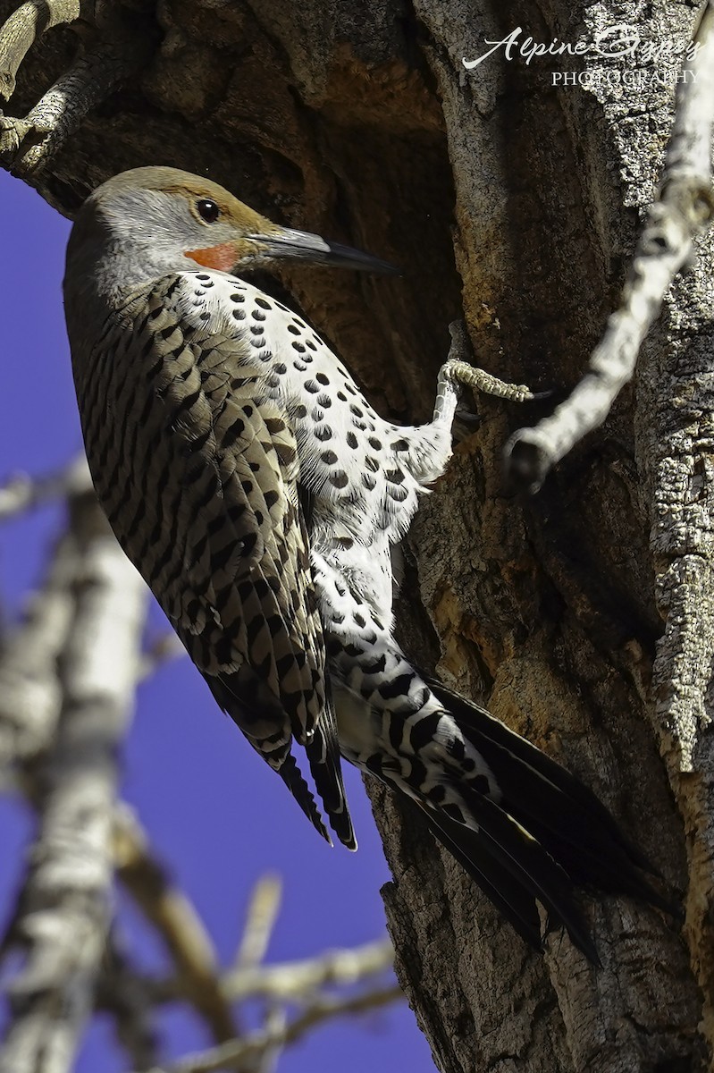 Northern Flicker (Red-shafted) - Ian Wright