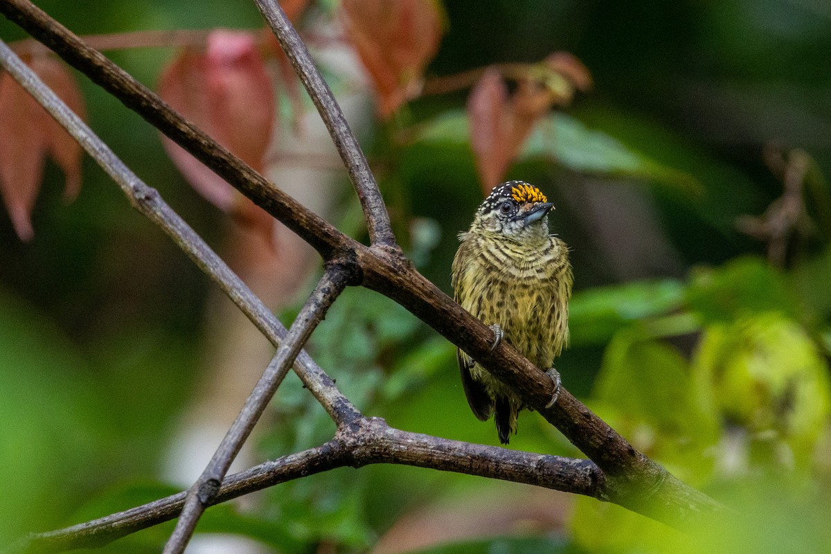 Bar-breasted Piculet - ML544187111