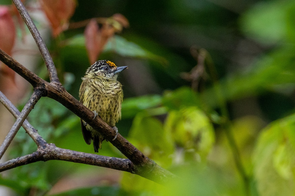 Bar-breasted Piculet - ML544187121