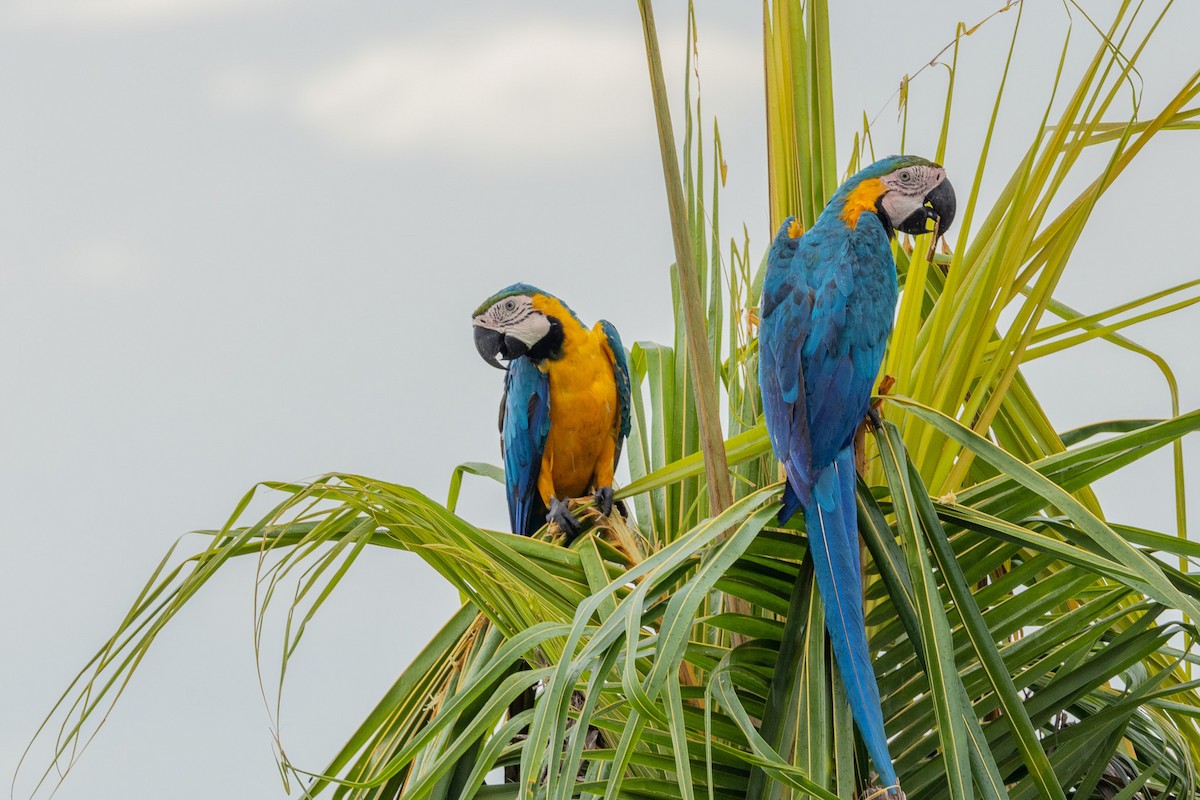 Blue-and-yellow Macaw - ML544192981