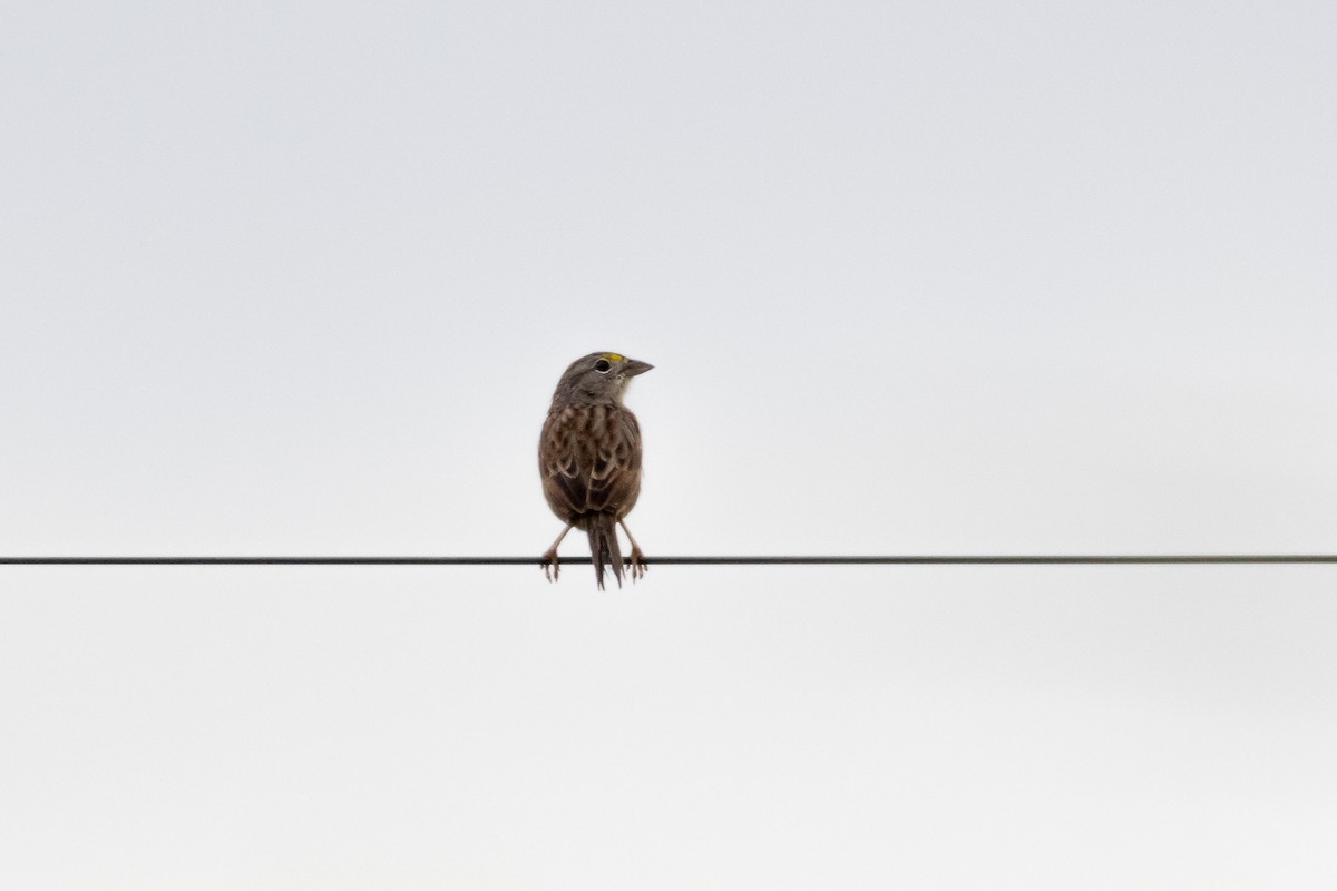Grassland Sparrow - Gustavo Dallaqua