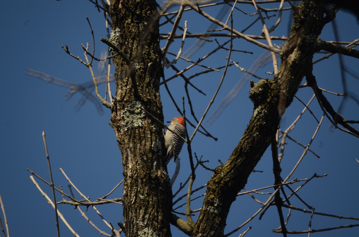 Red-bellied Woodpecker - ML544194951
