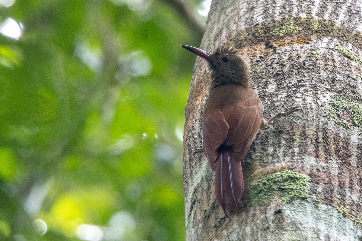Amazonian Barred-Woodcreeper (Plain-colored) - ML544195461