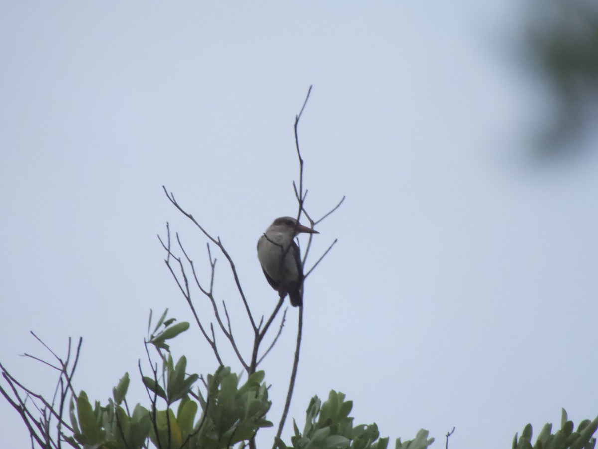 Brown-hooded Kingfisher - ML544197851