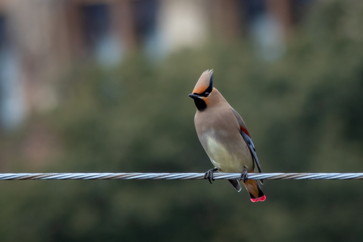 Japanese Waxwing - ML544198171