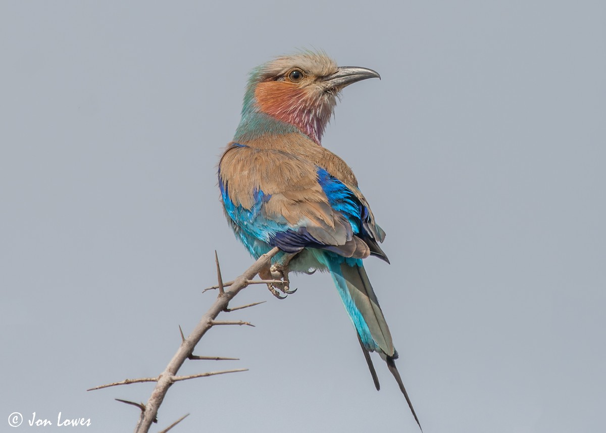Lilac-breasted Roller (Lilac-breasted) - ML544199421