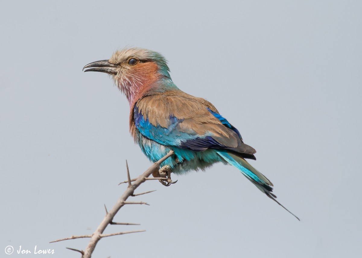 Lilac-breasted Roller (Lilac-breasted) - ML544199431