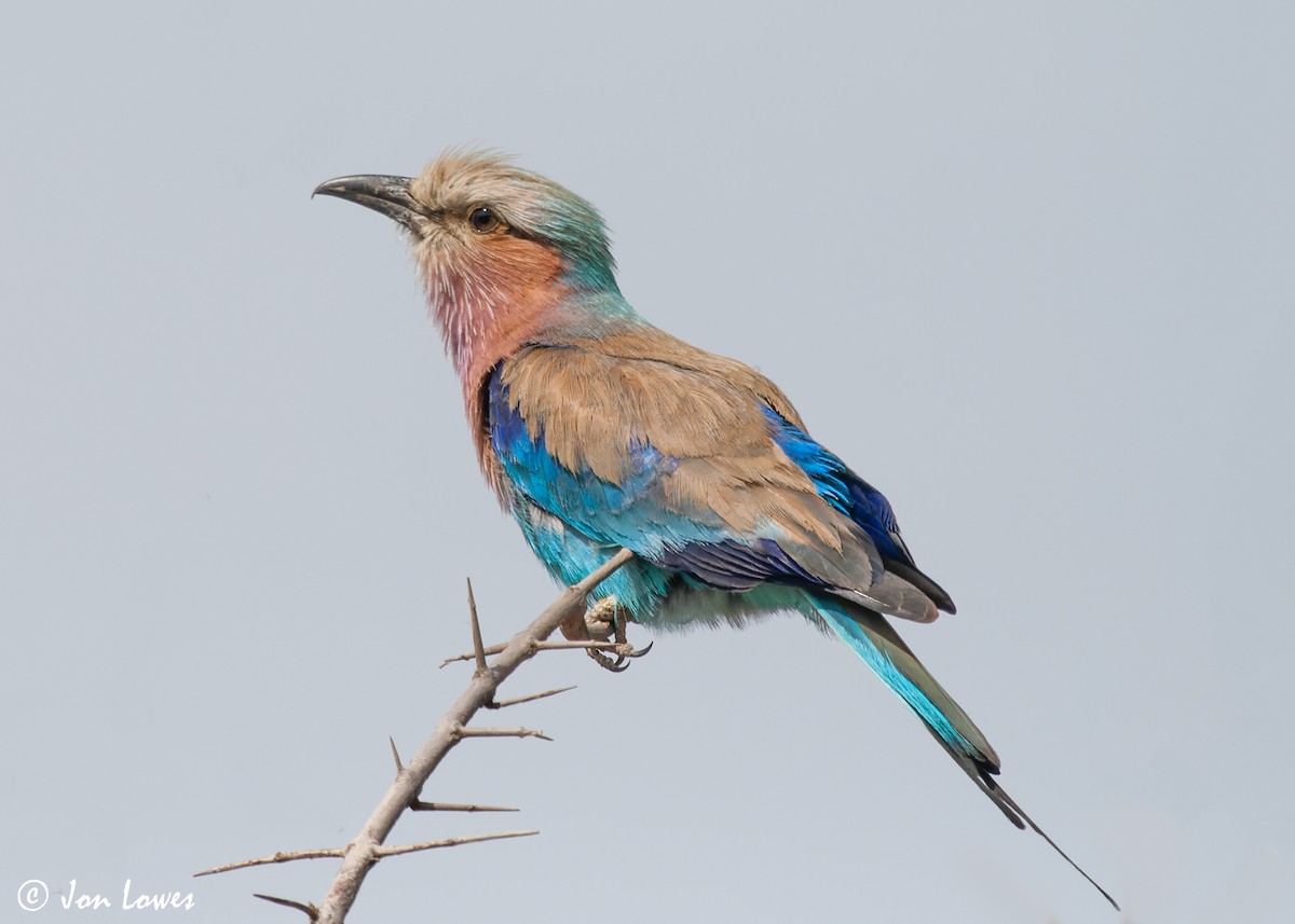 Lilac-breasted Roller (Lilac-breasted) - ML544199441