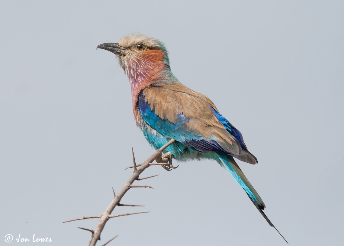 Lilac-breasted Roller (Lilac-breasted) - ML544199451