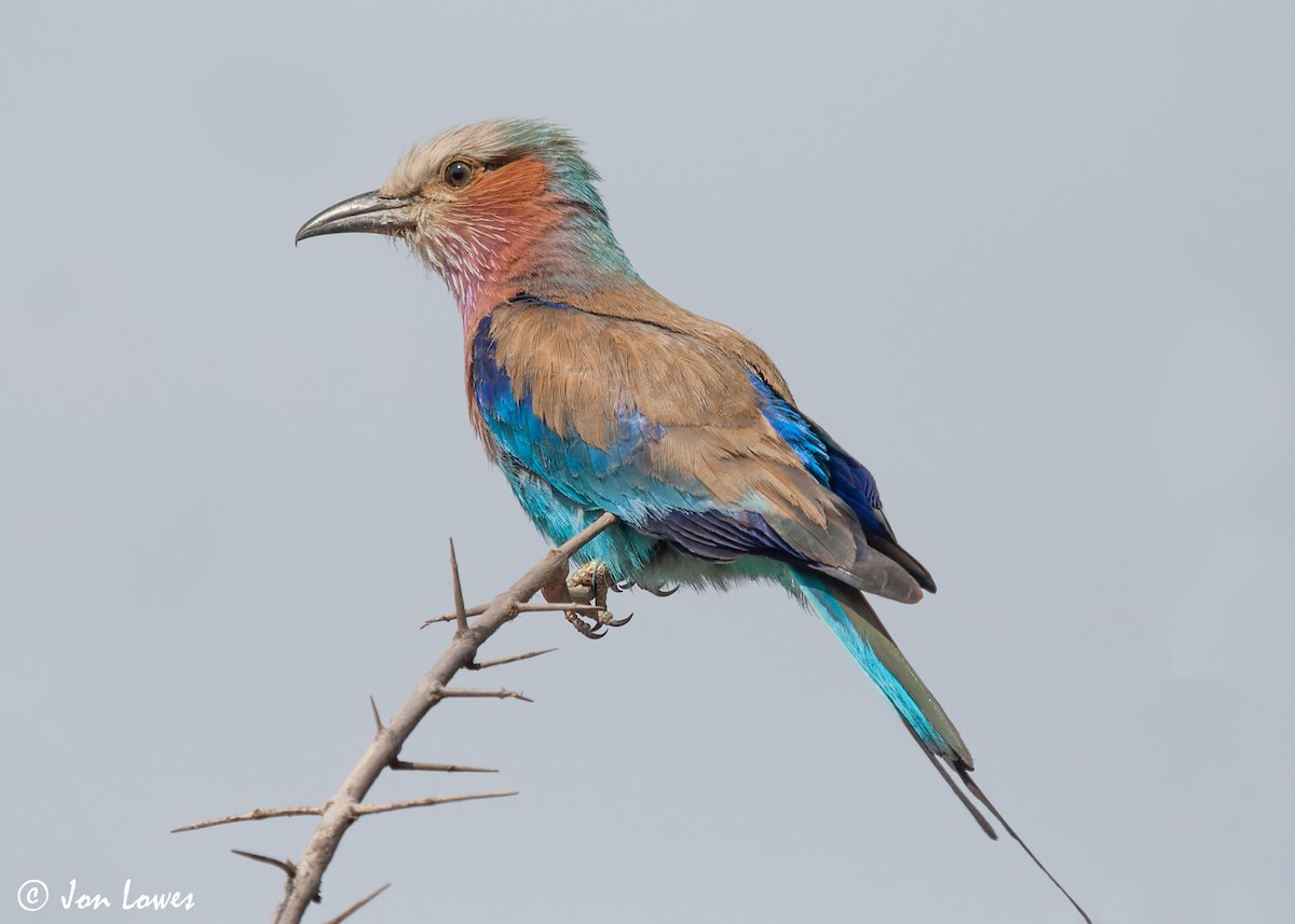 Lilac-breasted Roller (Lilac-breasted) - ML544199461