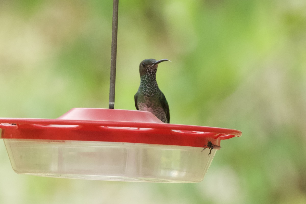 kolibřík skvrnitoprsý - ML544199731