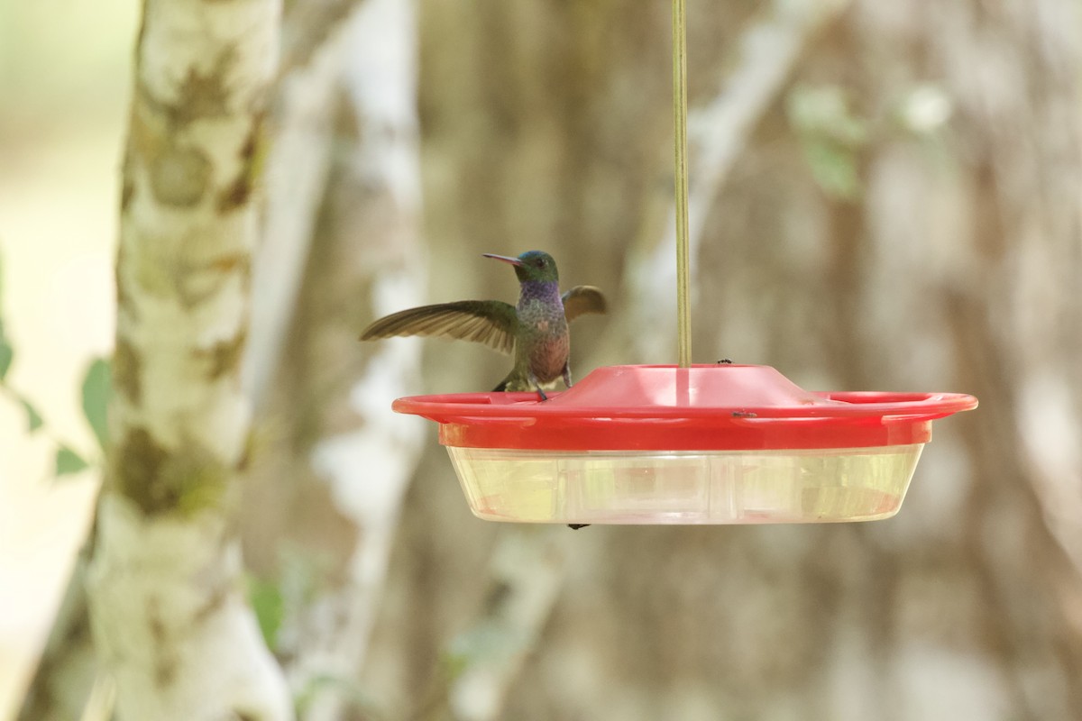 kolibřík skvrnitoprsý - ML544199751