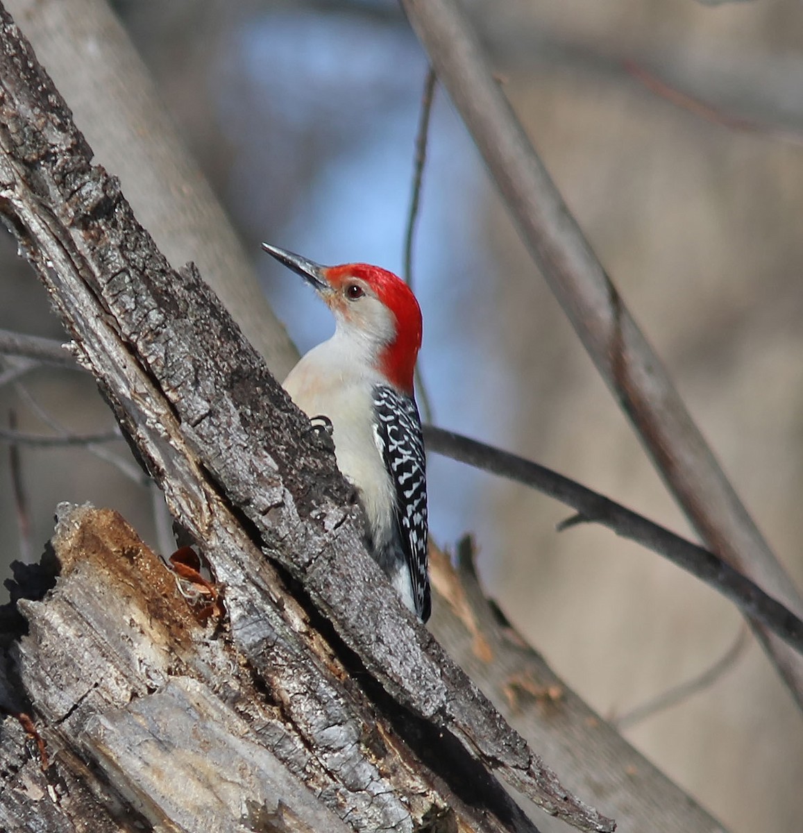 eBird Québec Checklist 10 Mar 2023 RN de PointeYamachiche 12