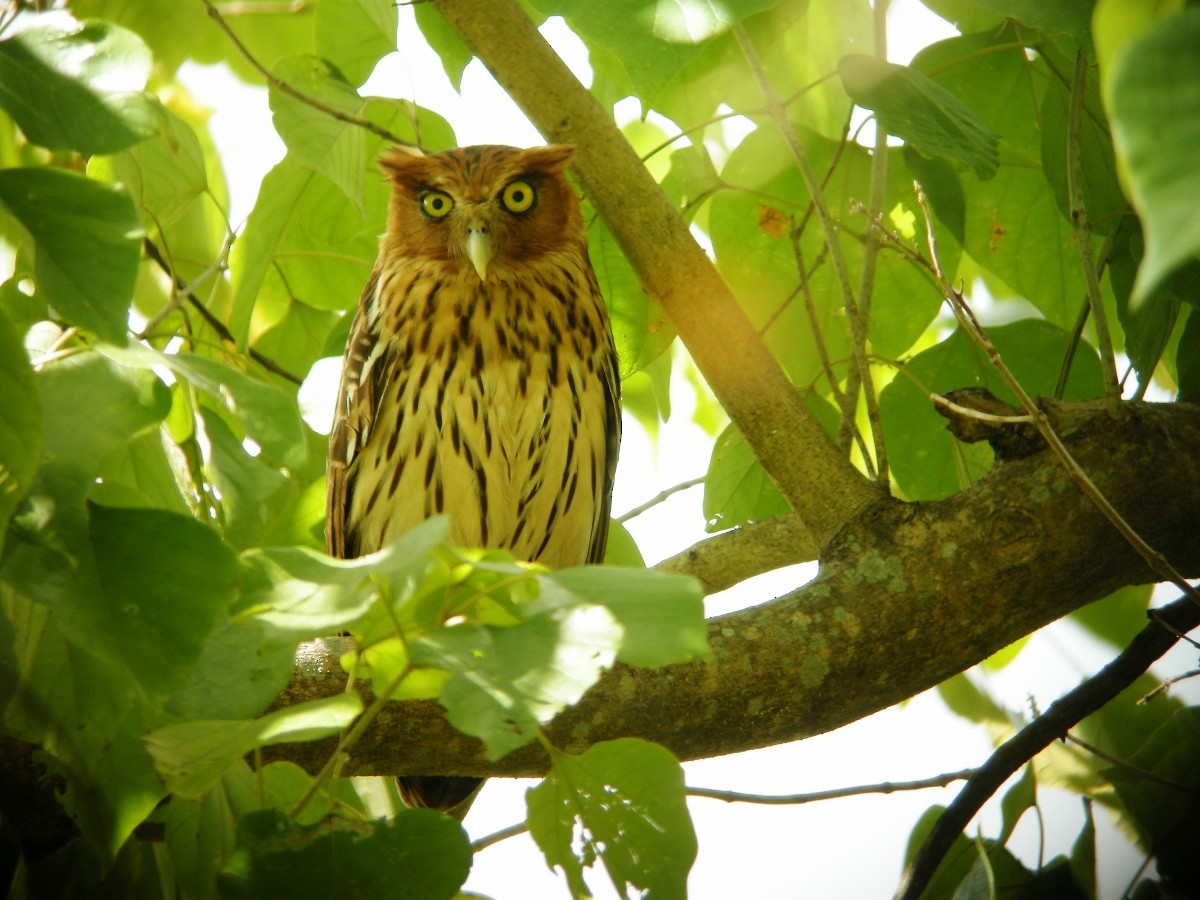 Philippine Eagle-Owl - ML54420231