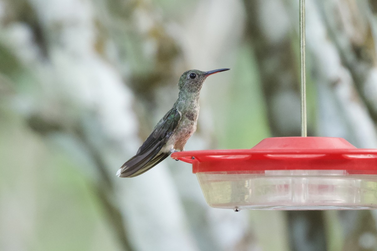kolibřík skvrnitoprsý - ML544204591