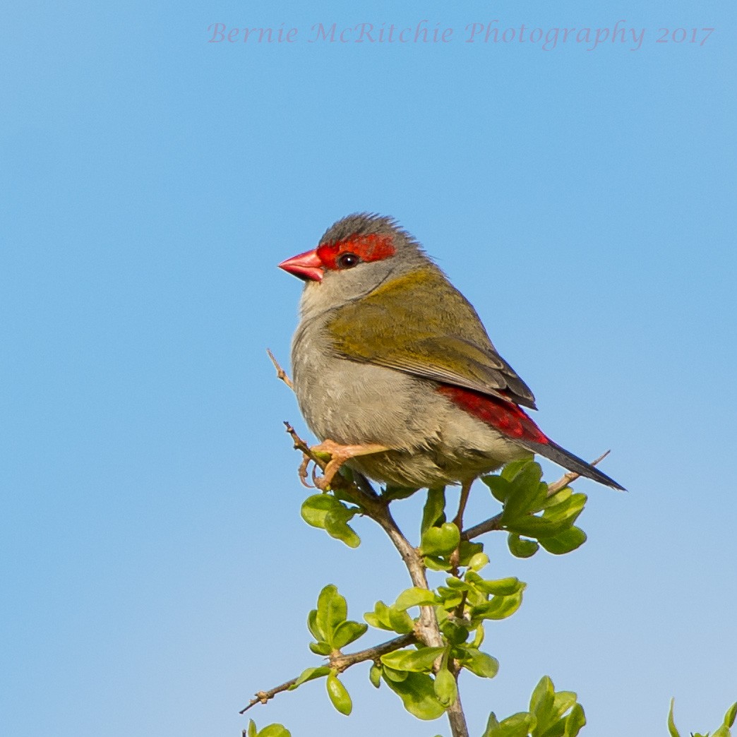 Red-browed Firetail - ML54420591