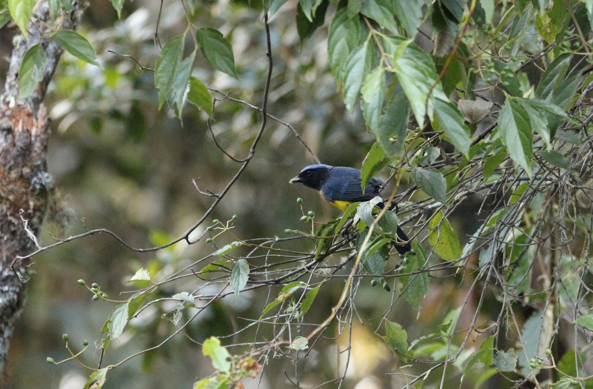 Buff-breasted Mountain Tanager (Carriker's) - ML544209351