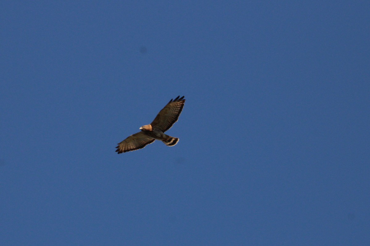 Broad-winged Hawk - ML544209501