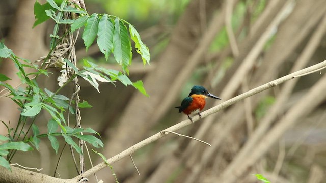 American Pygmy Kingfisher - ML544210931