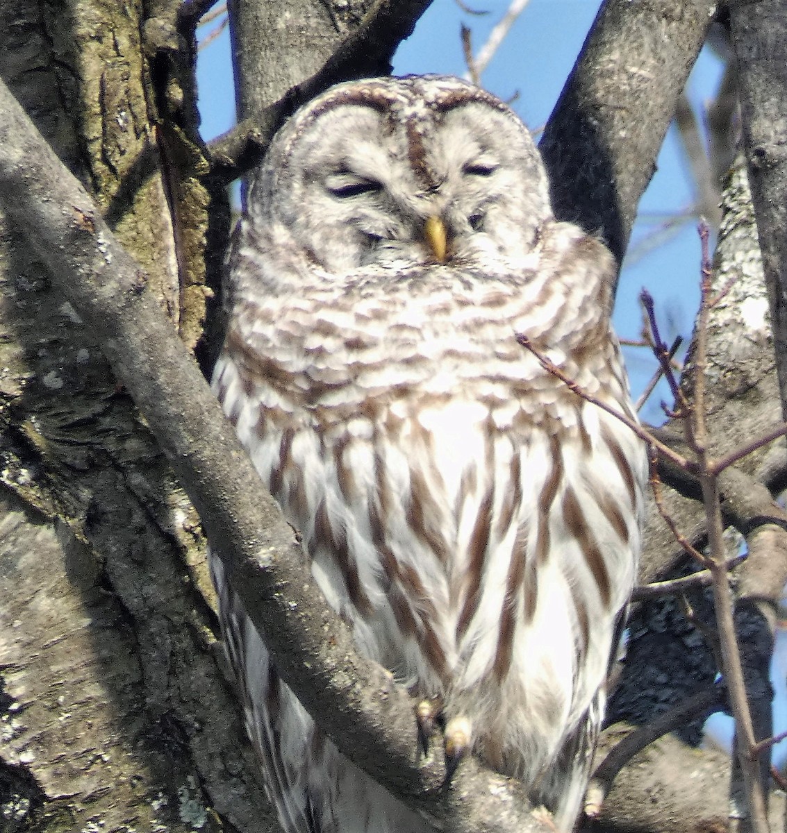 Barred Owl - ML544211411