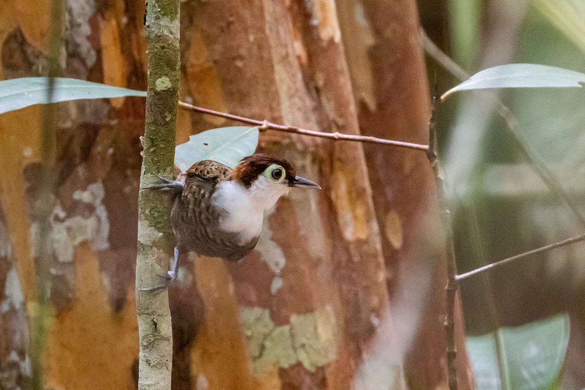 White-breasted Antbird - ML544212211