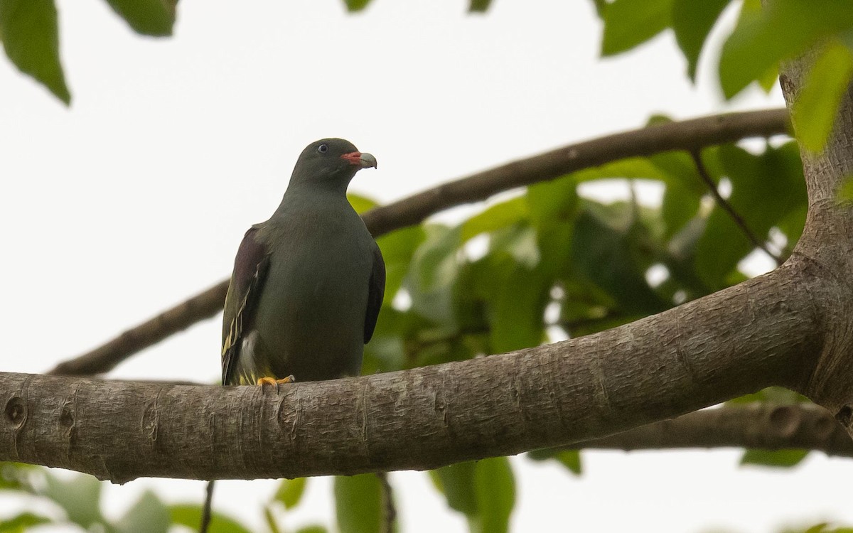 Pemba Green-Pigeon - ML544213001
