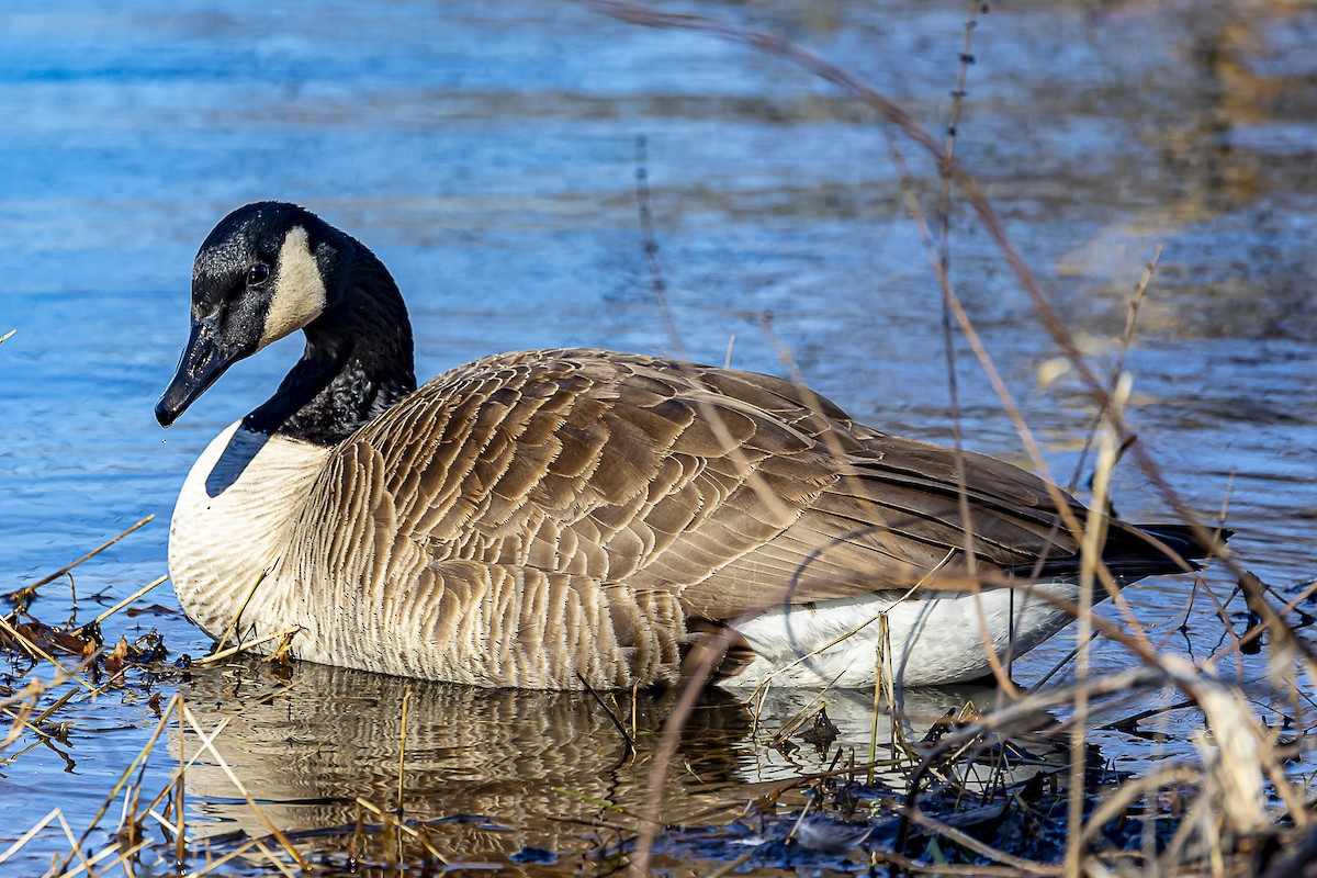 New York Breeding Bird Atlas Checklist - 9 Mar 2023 - Rockland Lake SP ...